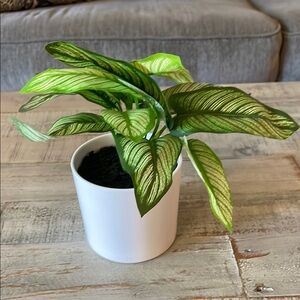 Green Potted Plant in White Planter